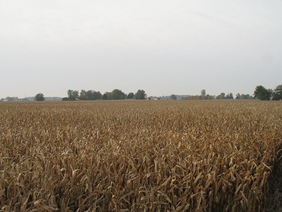 40 Acres offered in 1 TractLand Auction